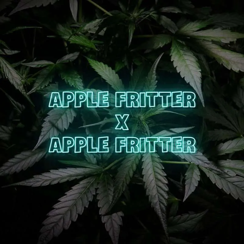 apple fritter x apple fritter seeds feminized