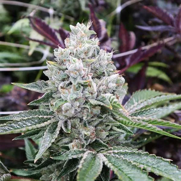 do si dos seeds feminized