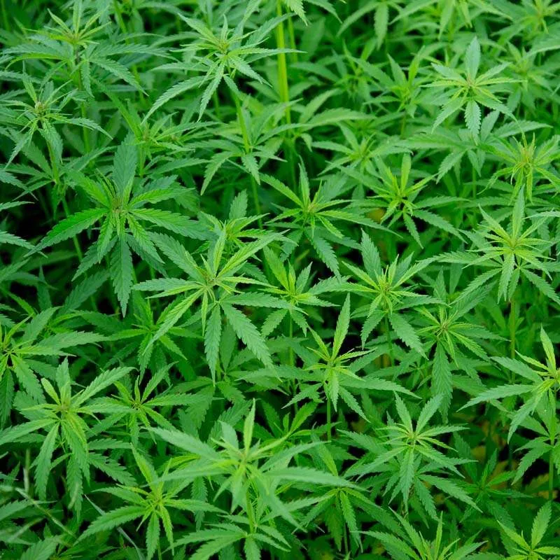 marijuana plants growing