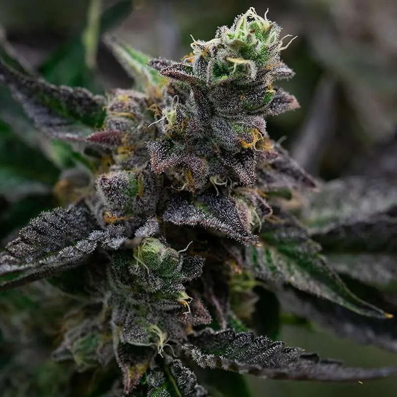 peanut butter souffle clones for sale