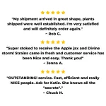 Cannabis Clones Mix & Match 6 Pack