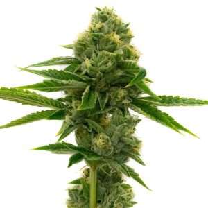 northern lights seeds feminized