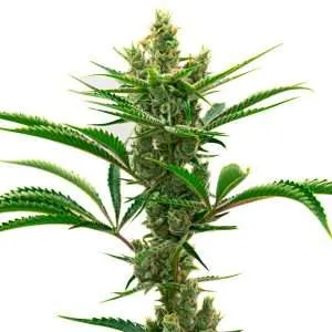 runtz seeds feminized