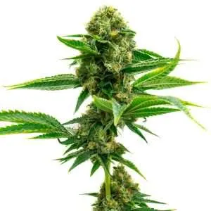 super skunk seeds autoflower