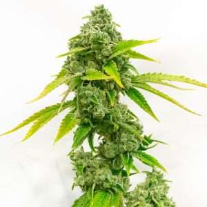 zkittlez seeds autoflower