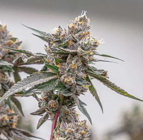 lemon cherry gelato clones 1