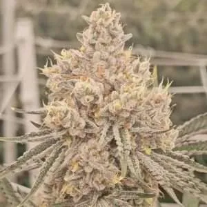 dantes inferno cannabis clones