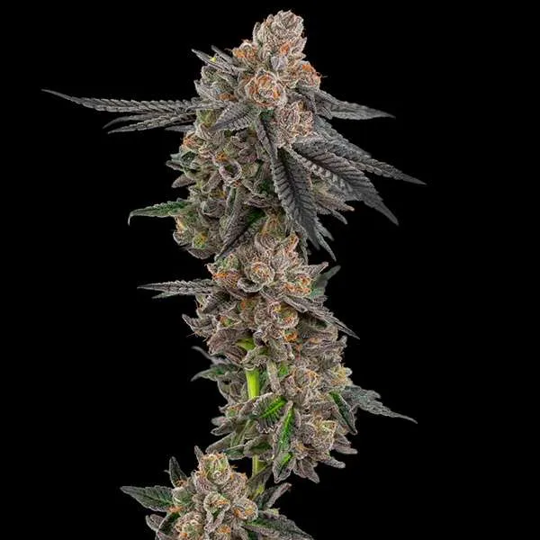 apples and bananas clone