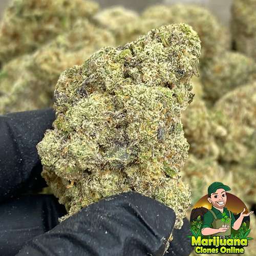 blueberry cupcake flower bulk