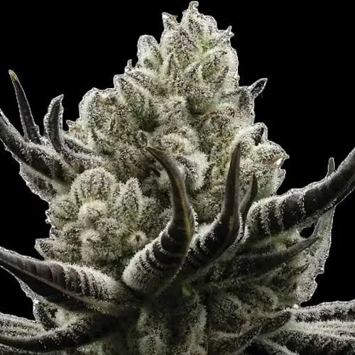 cake crasher cannabis teens