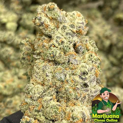 obi wan strain bulk thca flower