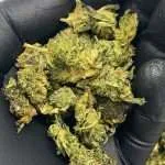 Wholesale THCp Flower Pounds | Order Today!